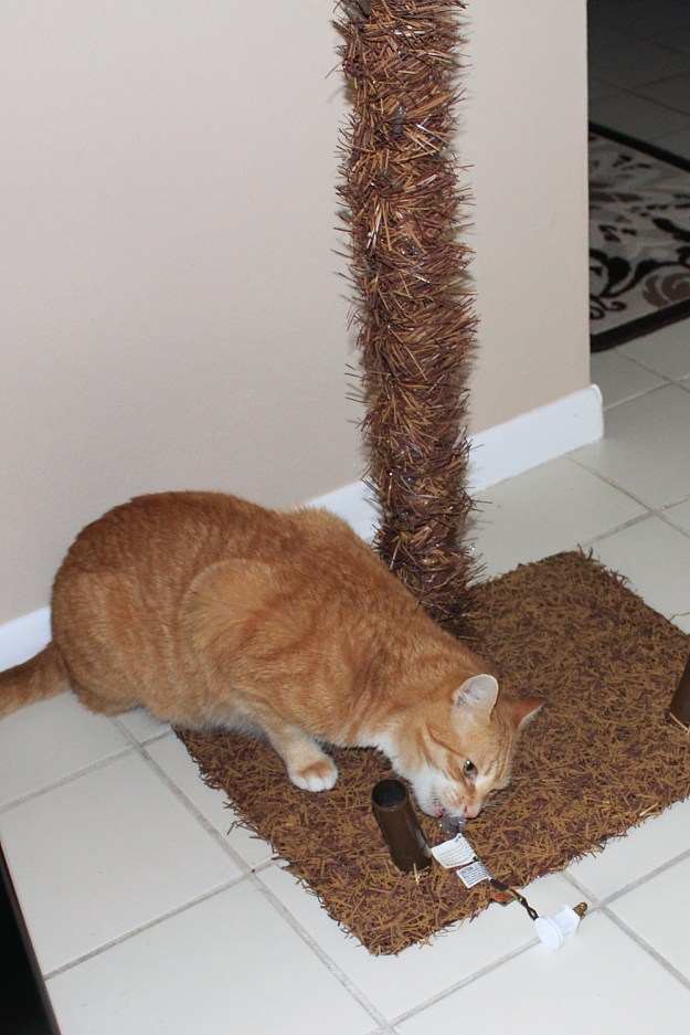 Bad Cat Chris biting electrical plug.