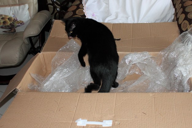 Our cat Puck in Christmas tree box