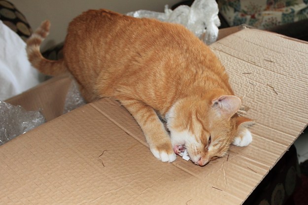 Bad Cat Chris biting box handle