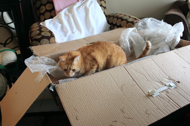 Bad Cat Chris in a Christmas Tree box.