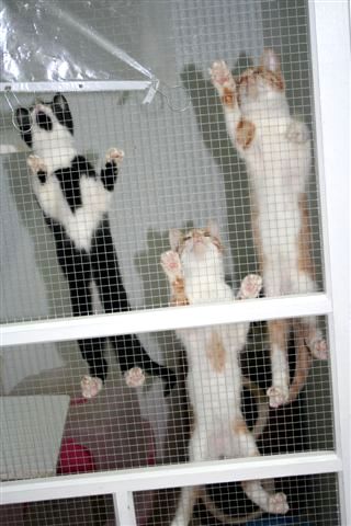 Kittens climbing
