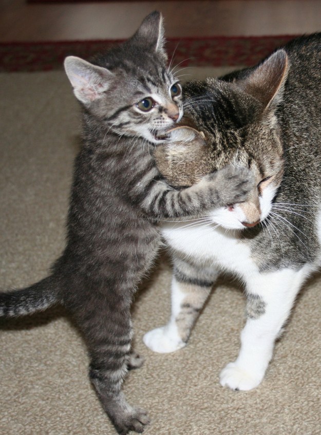 Wanna know a secret? This is the 100th post on Bad Cat Chris.