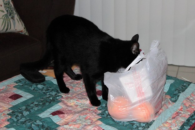 Our cat Puck investigating grocery bag.