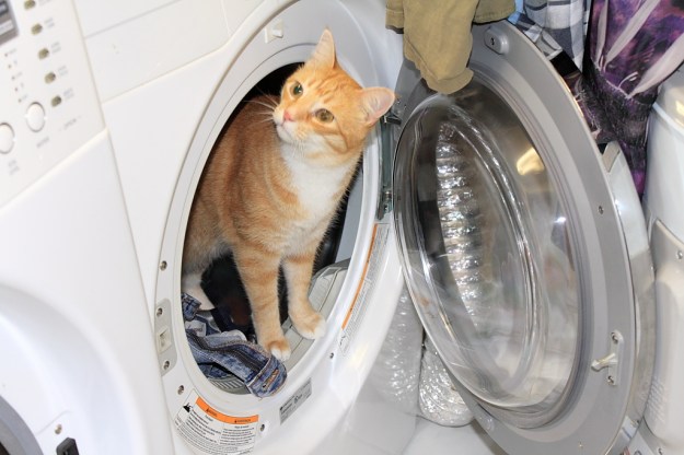 Bad Cat Chris in dryer