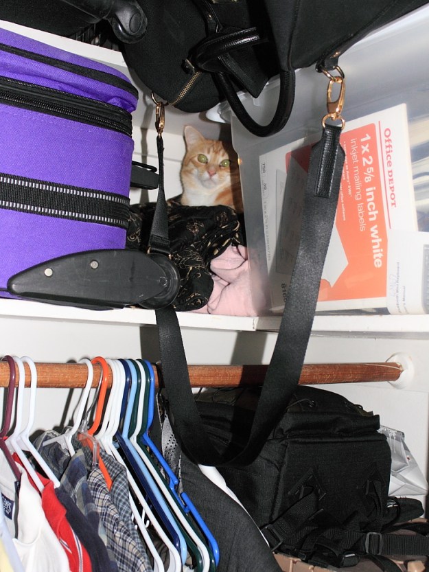 Bad Cat Chris in our closet