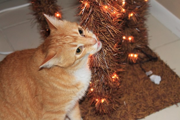Bad cat Chris chewing on Christmas tree light
