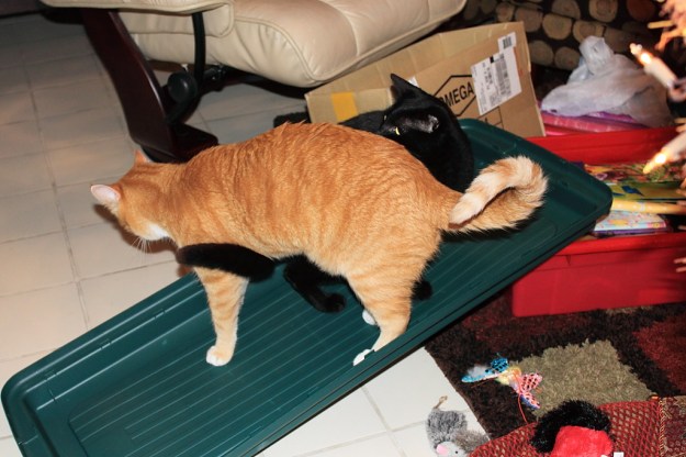 Bad Cat Chris and Puck on container cover.