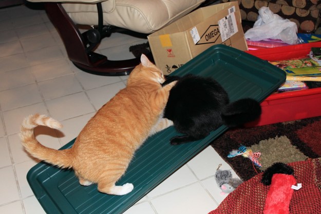 Bad Cat Chris attacks Puck