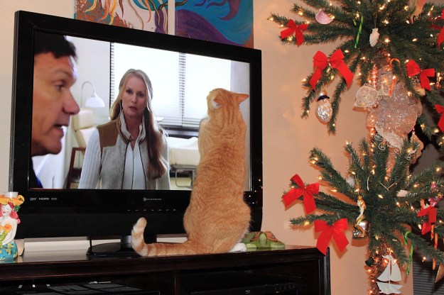 Bad Cat Chris watching TV