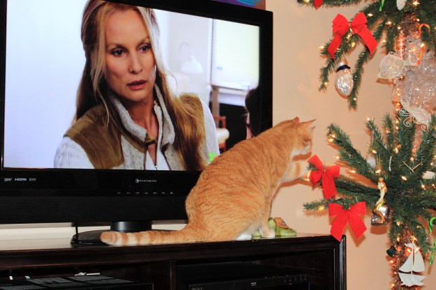Bad Cat Chris playing with Christmas tree.