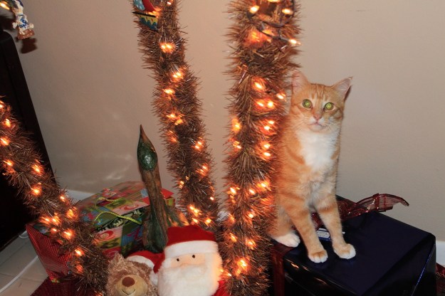 Bad Cat Chris sitting on present