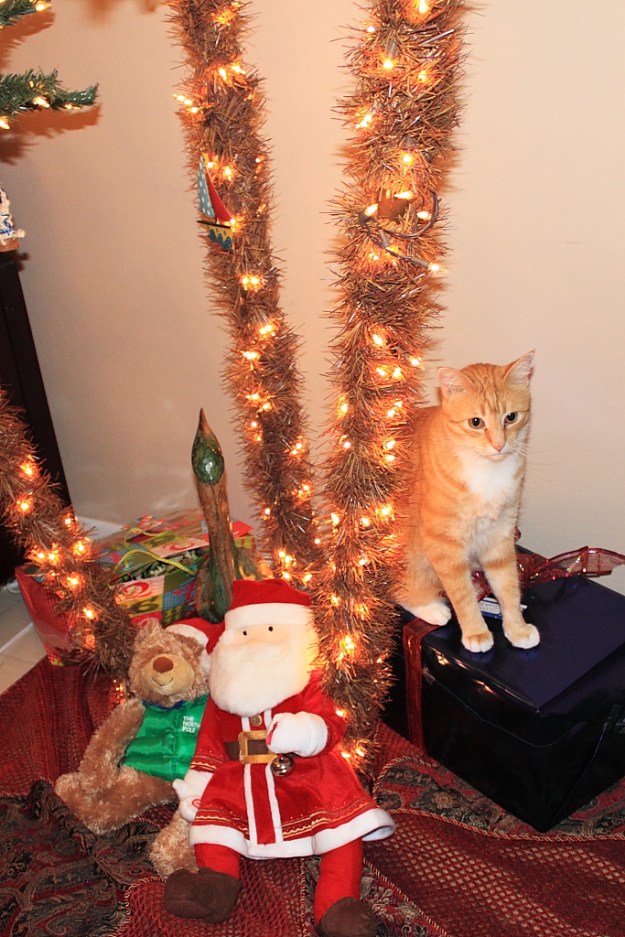 Bad Cat Chris on present