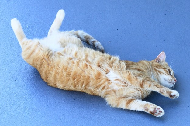 Bad Cat Chris rolling around outside.