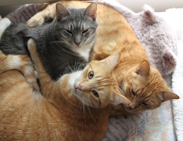 Abbey, Chris and Tigger in Abbey's cat bed.