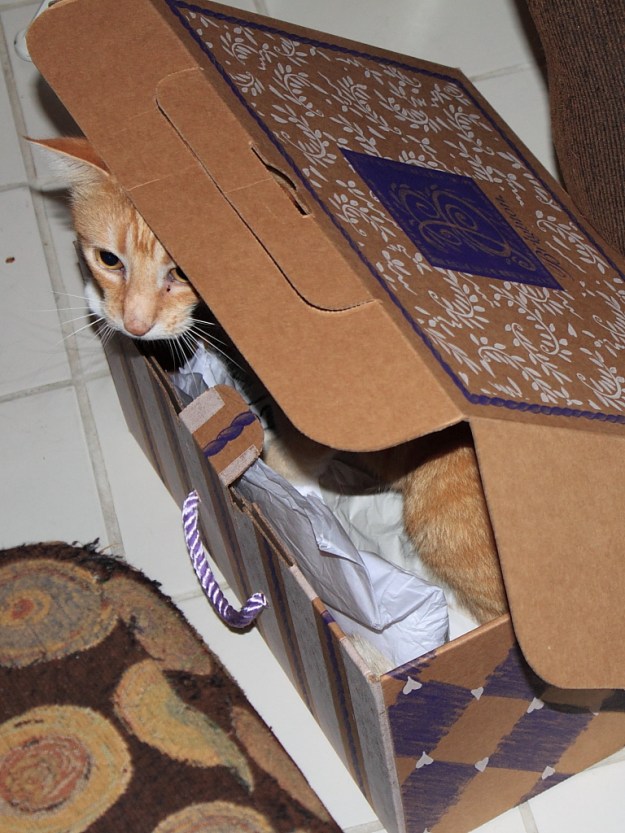 Bad Cat Chris in a box