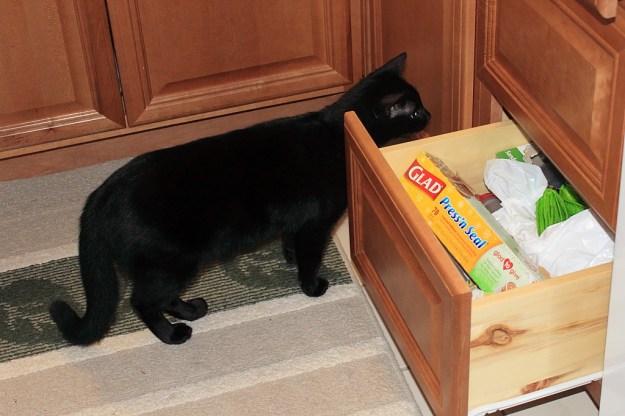 Puck looking for Bad Cat Chris