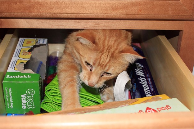 Bad Cat Chris behind drawer