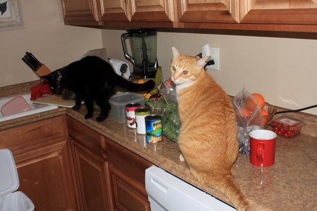 Our cats Chris and Puck on kitchen counter.