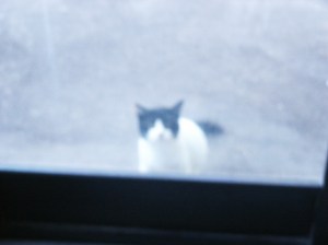 Casper the Friendly Cat