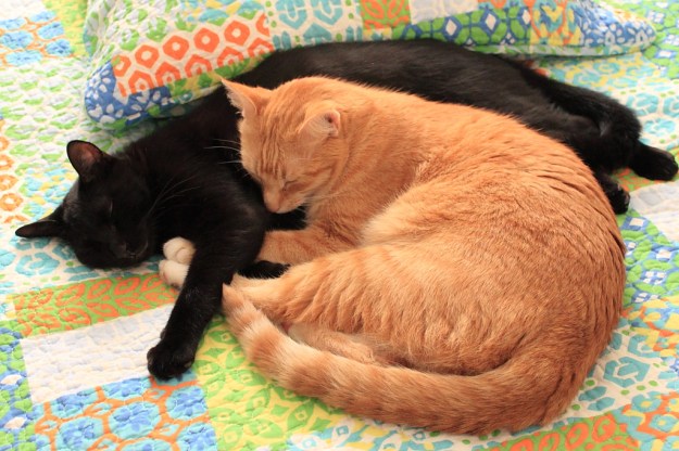 Our cats Chris and Puck napping.