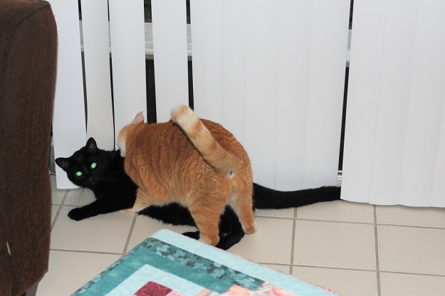 Bad Cat Chris and Puck fighting