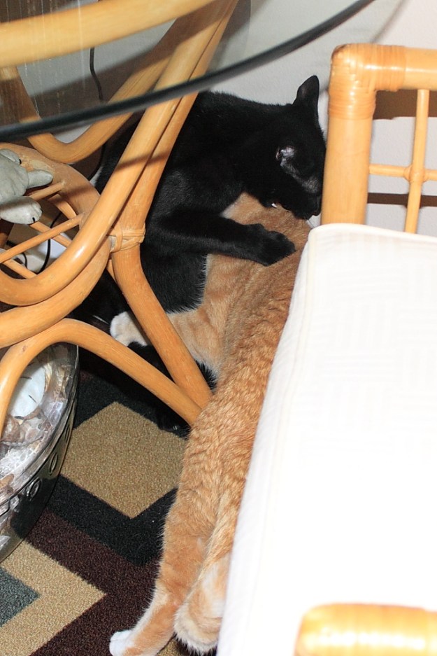 Bad Cat Chris and Puck fighting