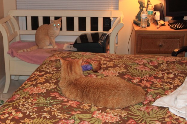 Chris and our new cat Frankie