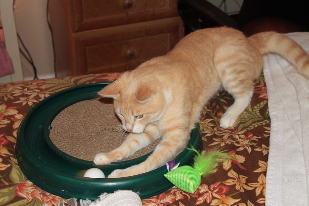 Our cat Frankie playing with Turbo Scratcher