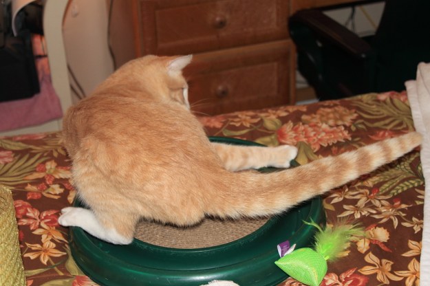 Our cat Frankie playing with Turbo Scratcher