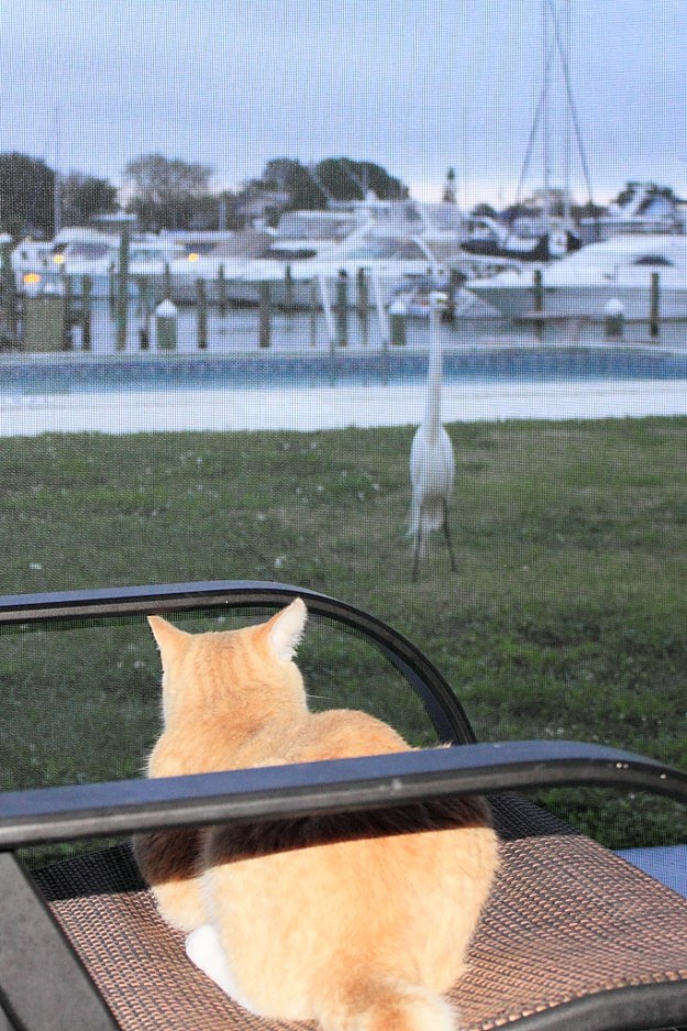 Our cat Frankie watching an egret.