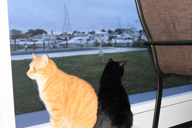 Our cats Chris and Puck watching egret.