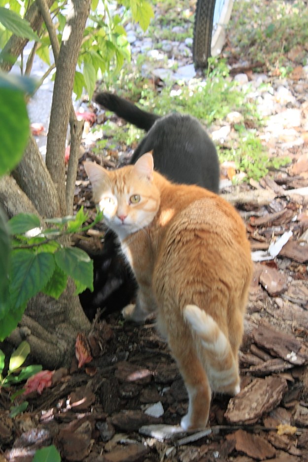 Our cats Chris and Puck