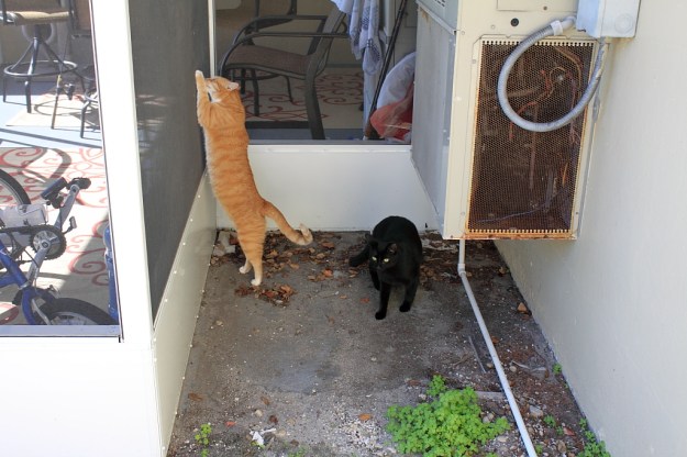 Our cats Chris and Puck behind patio.