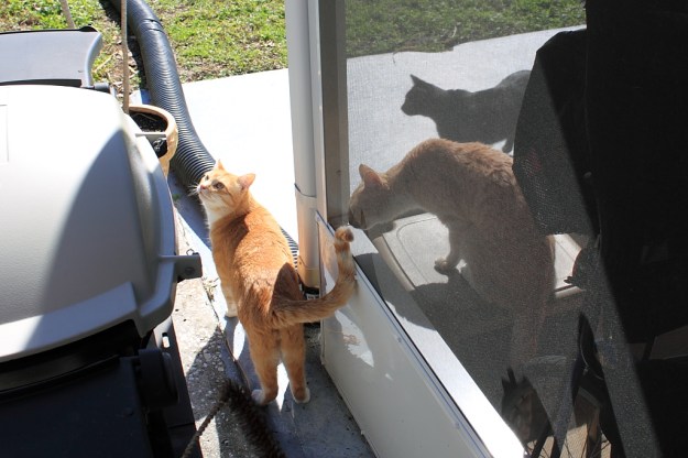 Our cats Chris and Puck and Frankie