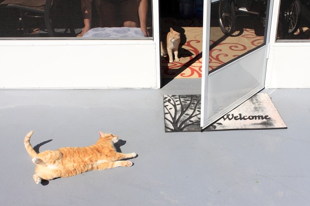 Our cats Chris and Frankie Outside.