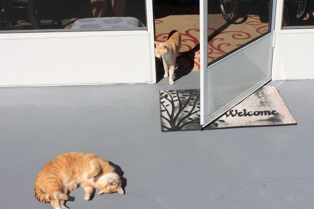 Our cats Chris and Frankie Outside.