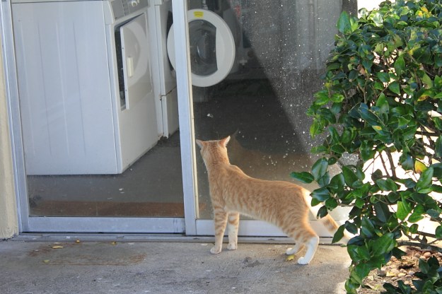 Our cat Frankie Outside.