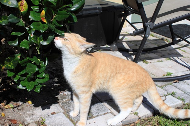 Our cat Frankie and Outside.