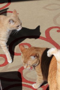 Our cats Frankie and Chris