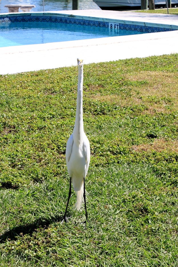 Egret
