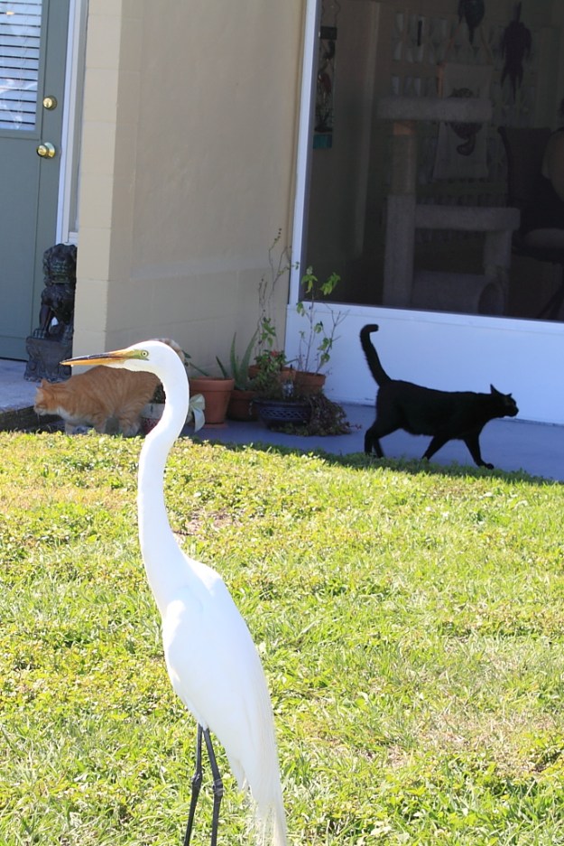 Egret with our cats, Chris and Puck