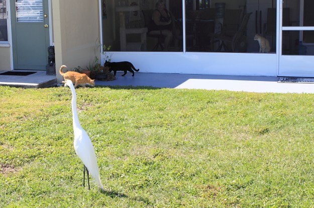 Egret with our cats, Chris and Puck