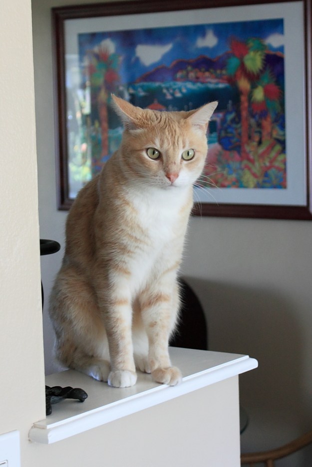 Frankie the cat on Puck's perch