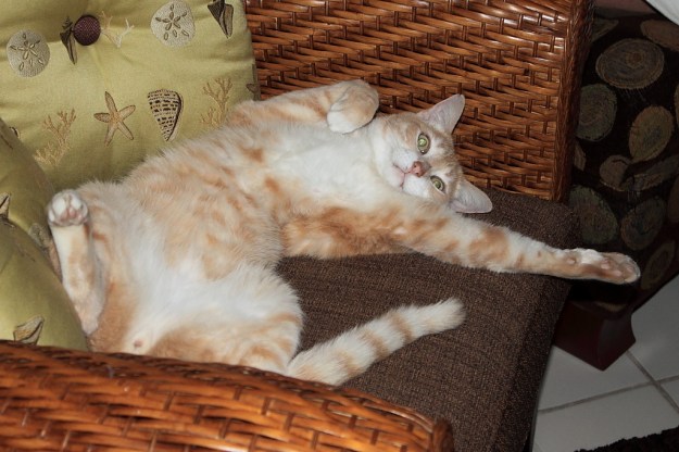 Our cat Frankie is relaxing on the chair.