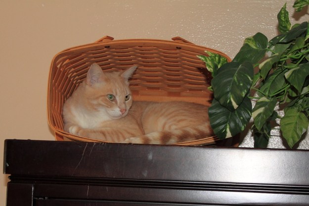 Our cat Frankie in basket