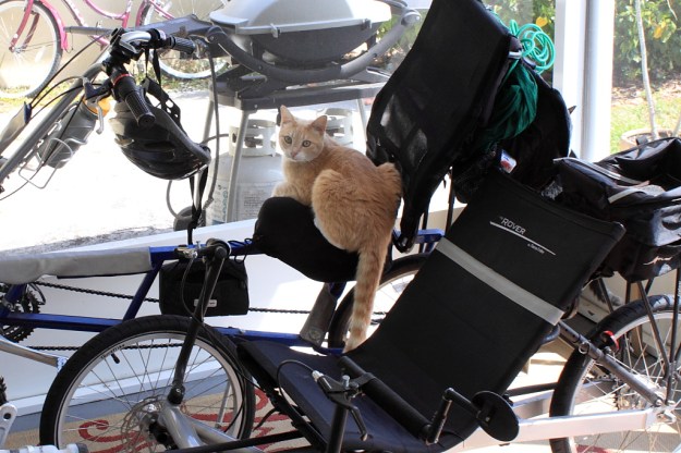 Our cat Frankie on bike