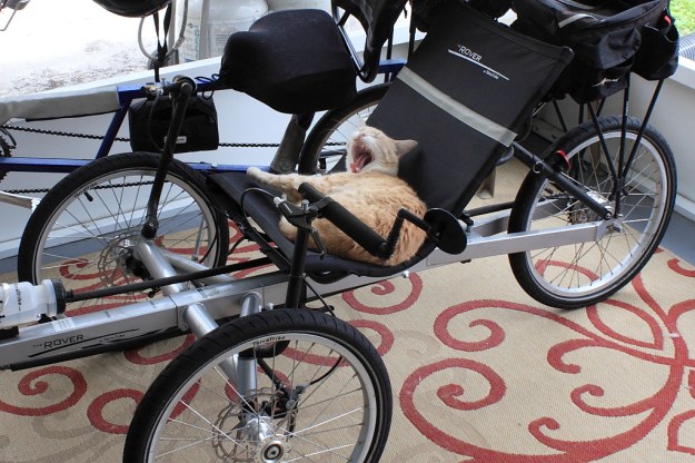 Our cat Frankie on trike