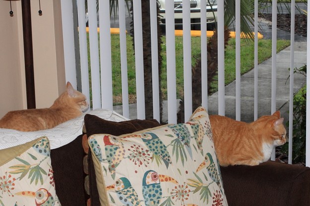 Frankie and Bad Cat Chris