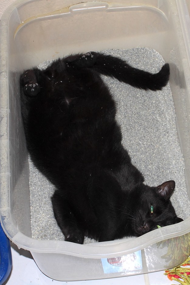 Puck rolling in litter box