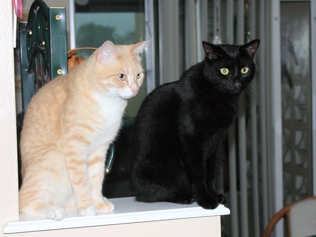 Our cats Frankie and Puck